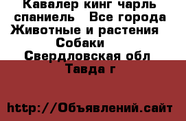 Кавалер кинг чарль спаниель - Все города Животные и растения » Собаки   . Свердловская обл.,Тавда г.